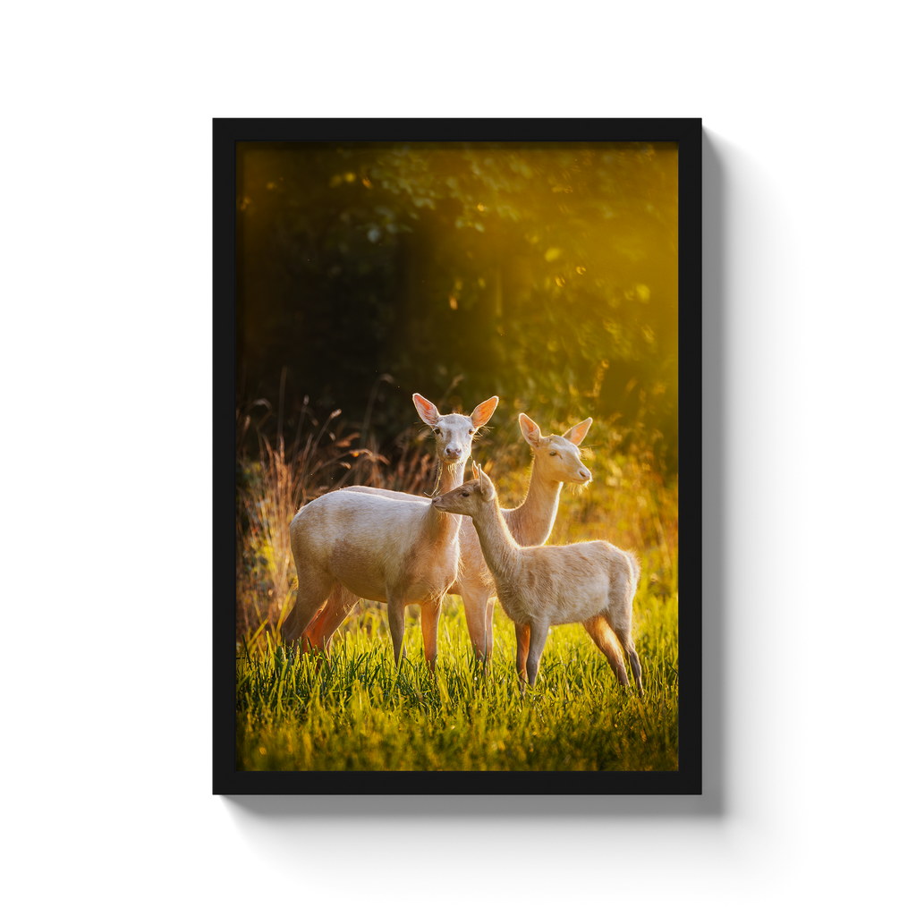 Dovhjortar i kvällsljus