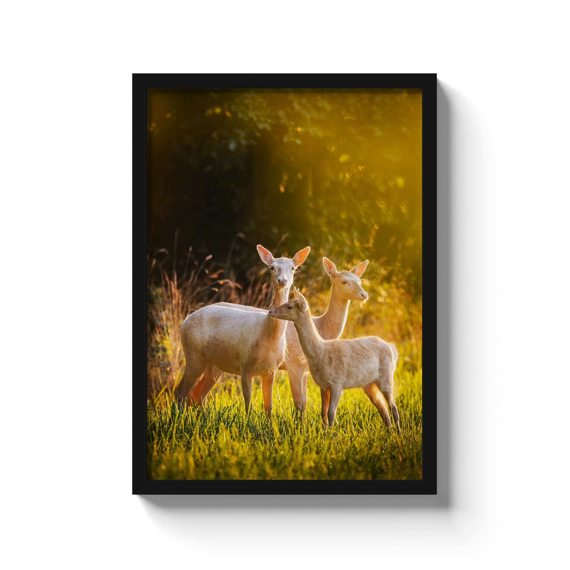 Dovhjortar i kvällsljus