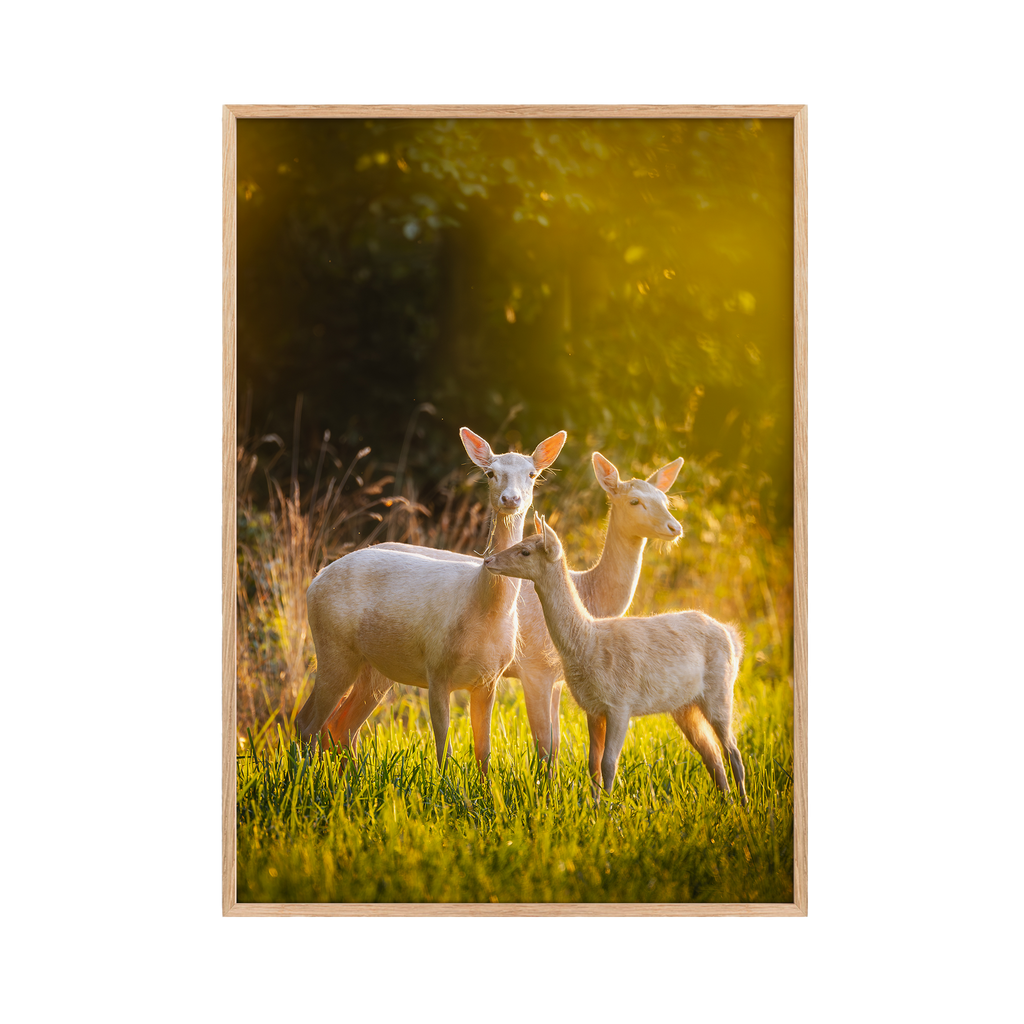 Dovhjortar i kvällsljus