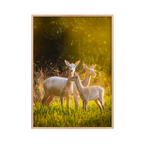 Dovhjortar i kvällsljus