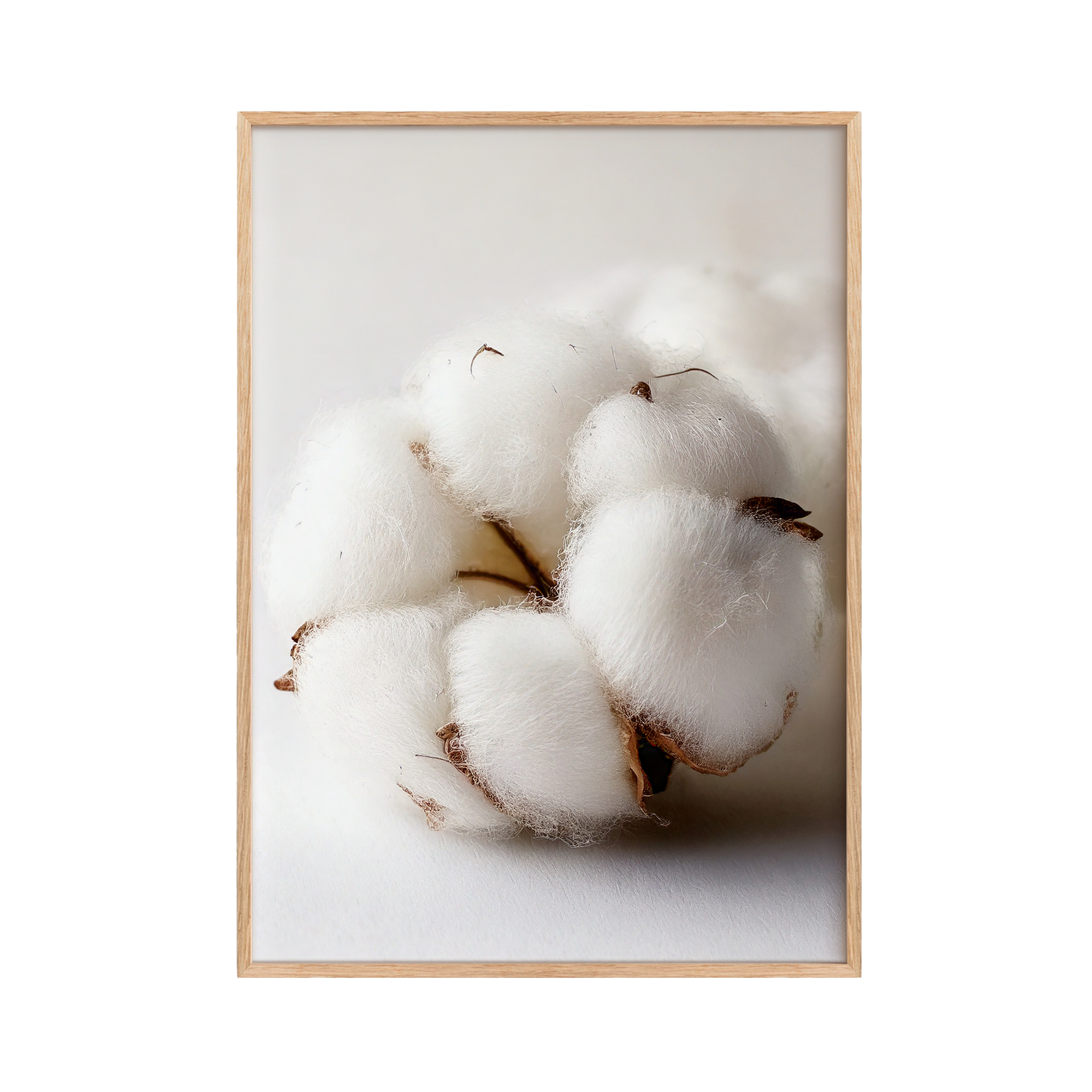 Cotton