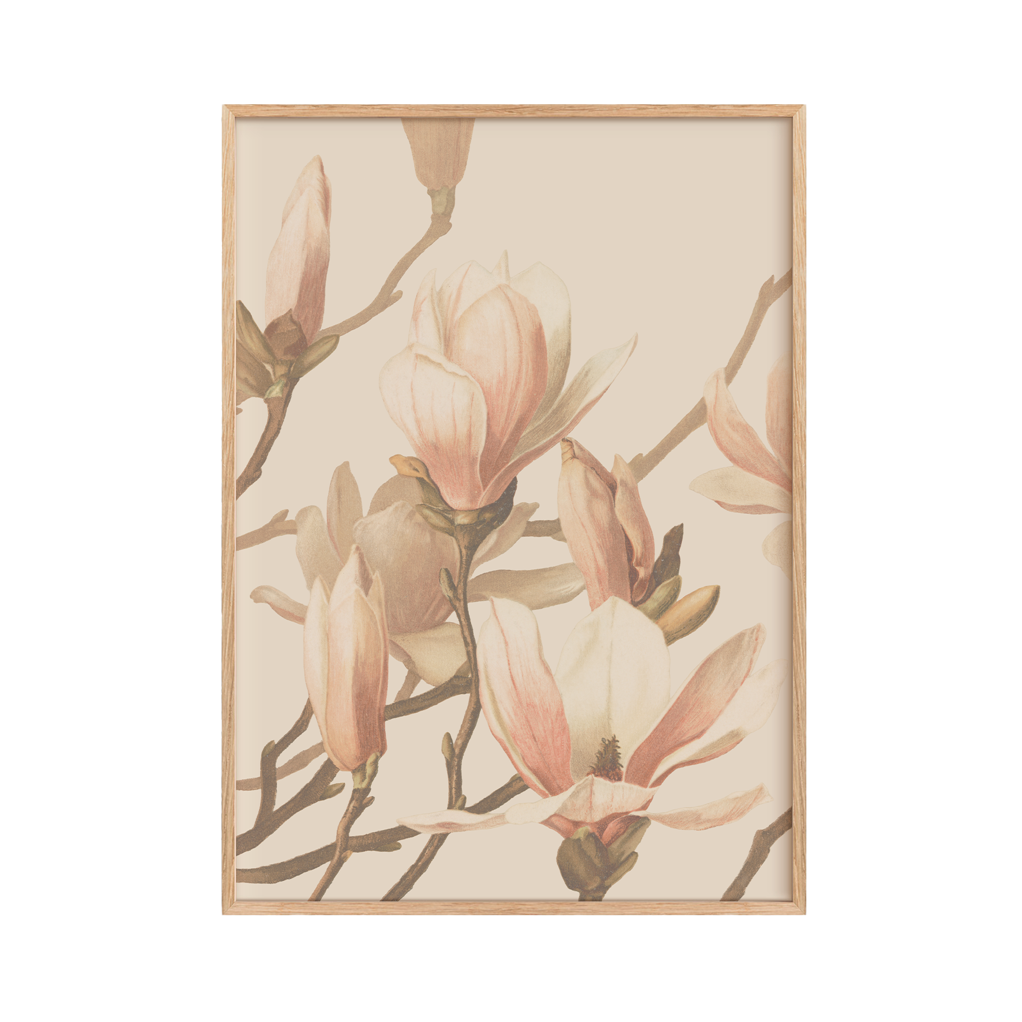 Magnolia