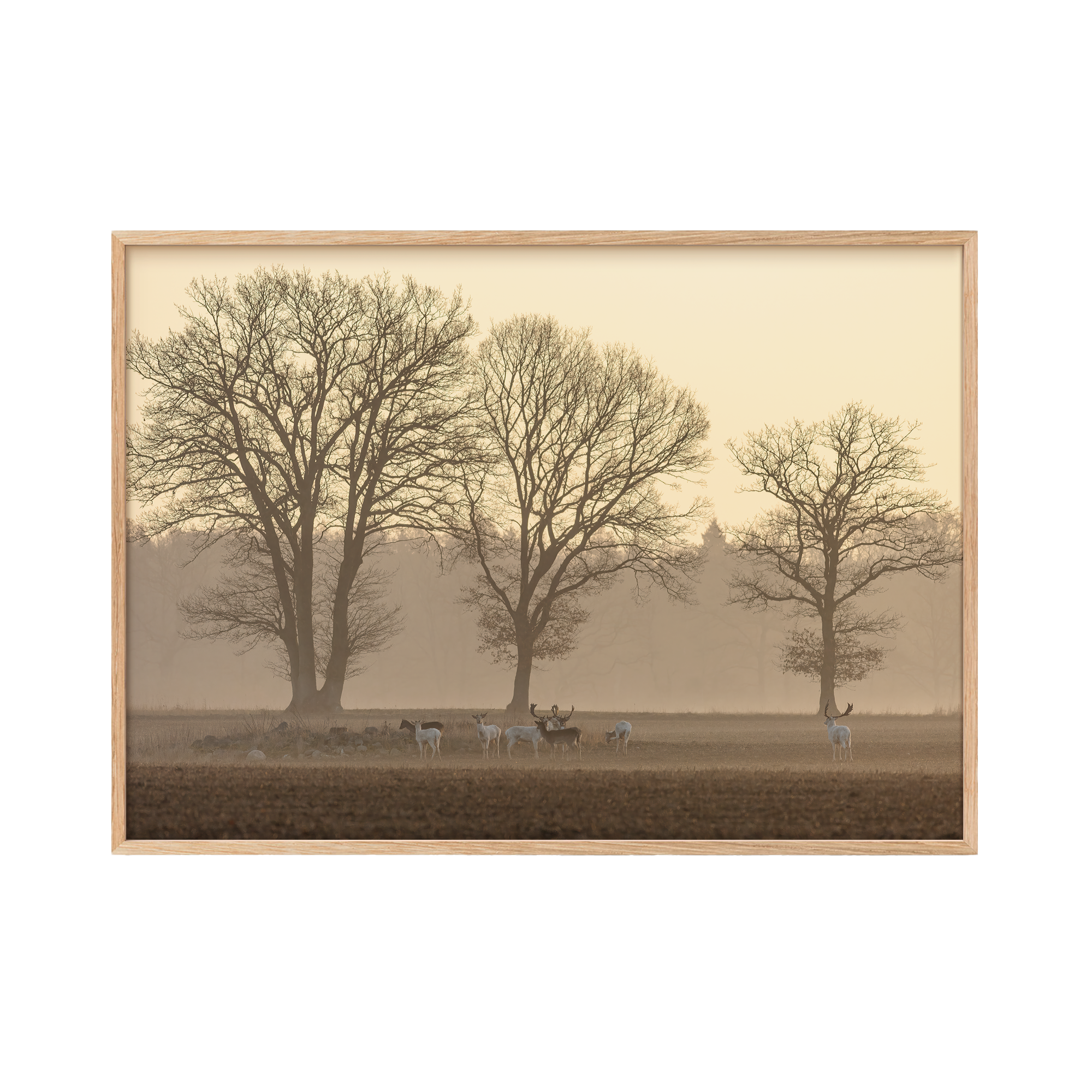 Dovhjortar i morgonljus